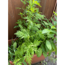 Pflanze Beifuss einjähriger Artemisia annua