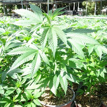 Botti’s Gras Zierhanf Cannabis sativa Zierhanf