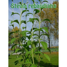 100g getrocknetes Biostevia Pulver aus Stevia Blätter