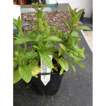 Marokkanische Minze -Mentha spic. v. crispa 6 Stück