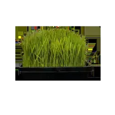 Frisches Gerstengrass in der 30x40cm Schale