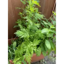 Pflanze Beifuss einjähriger Artemisia annua