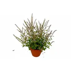 Tulsi heilige  Basilikum Pflanze