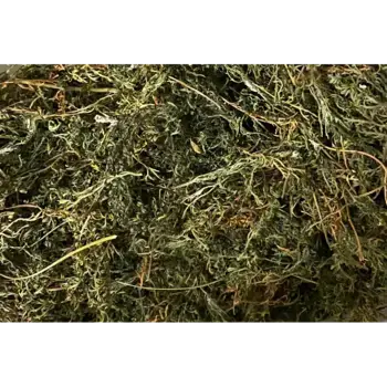 200g Artemisia Annua  Grobschitt Schweiz